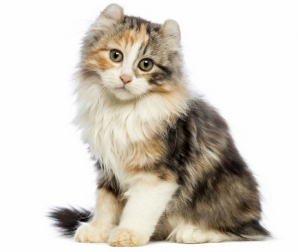 American Curl Breed