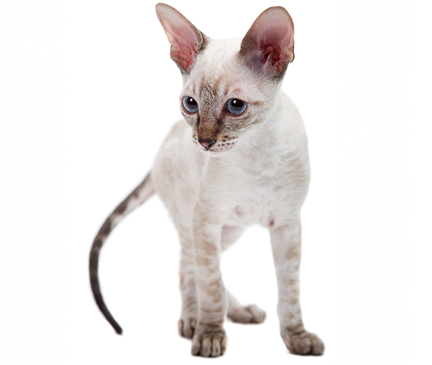Cornish Rex Breed