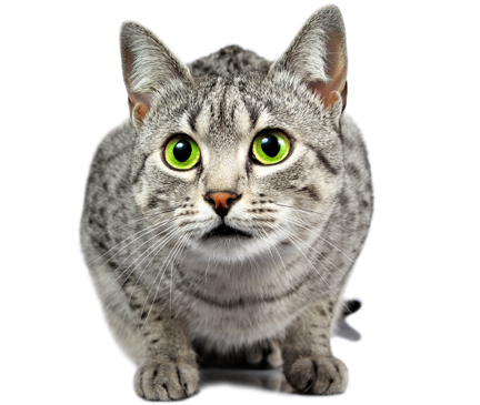 Egyptian Mau Breed