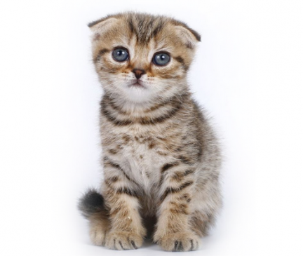 Scottish Fold Breed