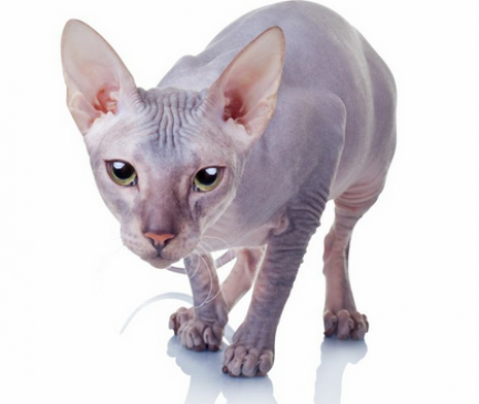 Sphynx Breed