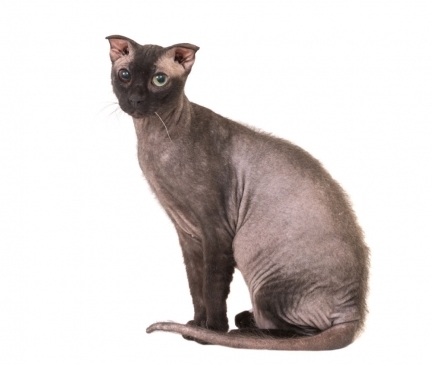 Ukrainian Levkoy Breed