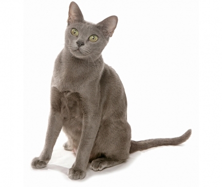 Korat Breed