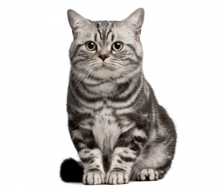 Brazilian Shorthair Breed