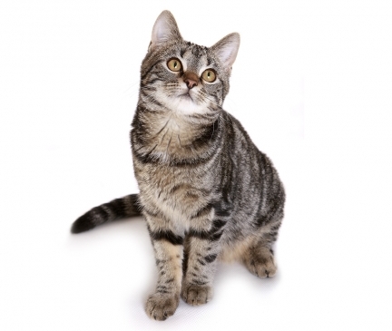 European Shorthair Breed
