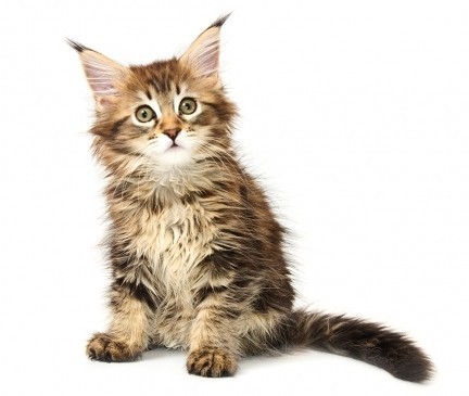 Maine Coon Breed