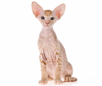 Peterbald Breed