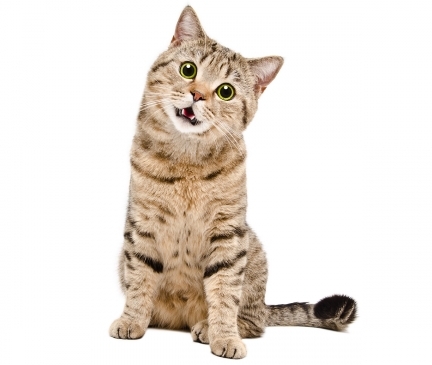 Scottish Straight Breed