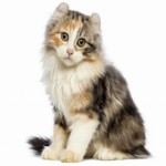American Curl Breed Photo