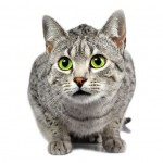 Egyptian Mau Breed Photo