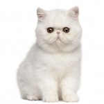 Exotic Breed Photo