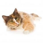 LaPerm Breed Photo