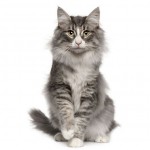 Norwegian Forest Breed Photo