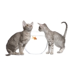 Ocicat Breed Photo