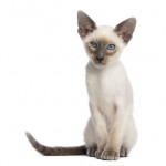 Oriental Breed Photo