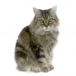 Ragamuffin Breed Photo