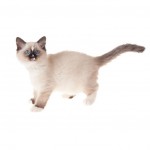 Ragdoll Breed Photo
