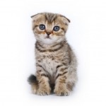 Scottish Fold Breed Photo