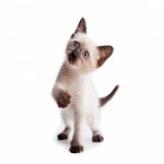Siamese Breed Photo