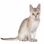 Singapura Breed Photo