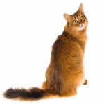 Somali Breed Photo