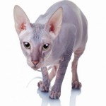 Sphynx Breed Photo