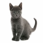 Russian Blue Breed Photo