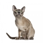 Tonkinese Breed Photo