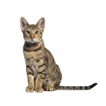 Savannah Breed Photo