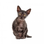 Lykoi Breed Photo
