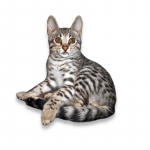 Safari Breed Photo