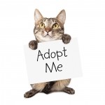 Domestic Breed Photo