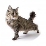 American Bobtail Breed Photo