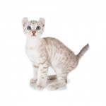 Highlander Breed Photo