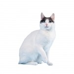Japanese Bobtail Breed Photo