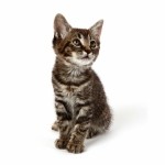 Manx Breed Photo