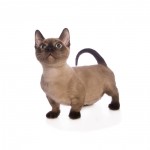 Munchkin Breed Photo