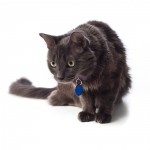 Nebelung Breed Photo