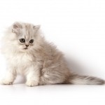Persian Breed Photo