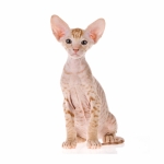 Peterbald Breed Photo