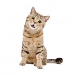 Scottish Straight Breed Photo