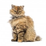 Selkirk Rex Breed Photo