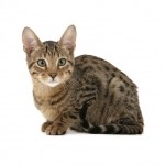 Serengeti Breed Photo