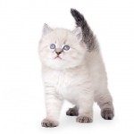Siberian Breed Photo