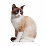 Snowshoe Breed Photo