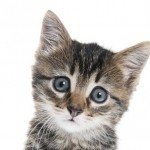 Polydactyl Breed Photo