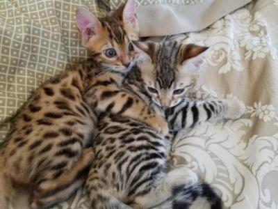Gorgeous Bengal Kittens Marble Spotted Or Rosetted - Bengal - Gallery Photo #1