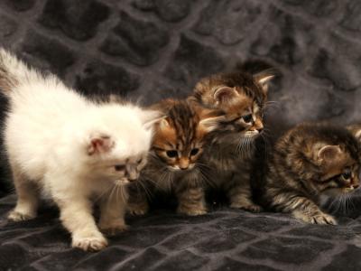 New Litter Of Romanov Dynasty - Siberian - Gallery Photo #1