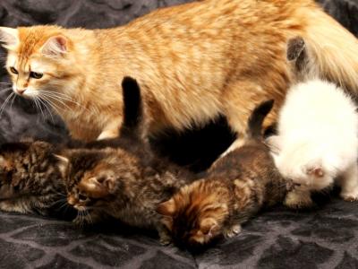 New Litter Of Romanov Dynasty - Siberian - Gallery Photo #1