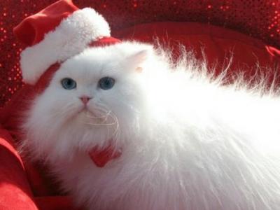 Angelic Doll Face Blue Eyed White Persians - Persian - Gallery Photo #1
